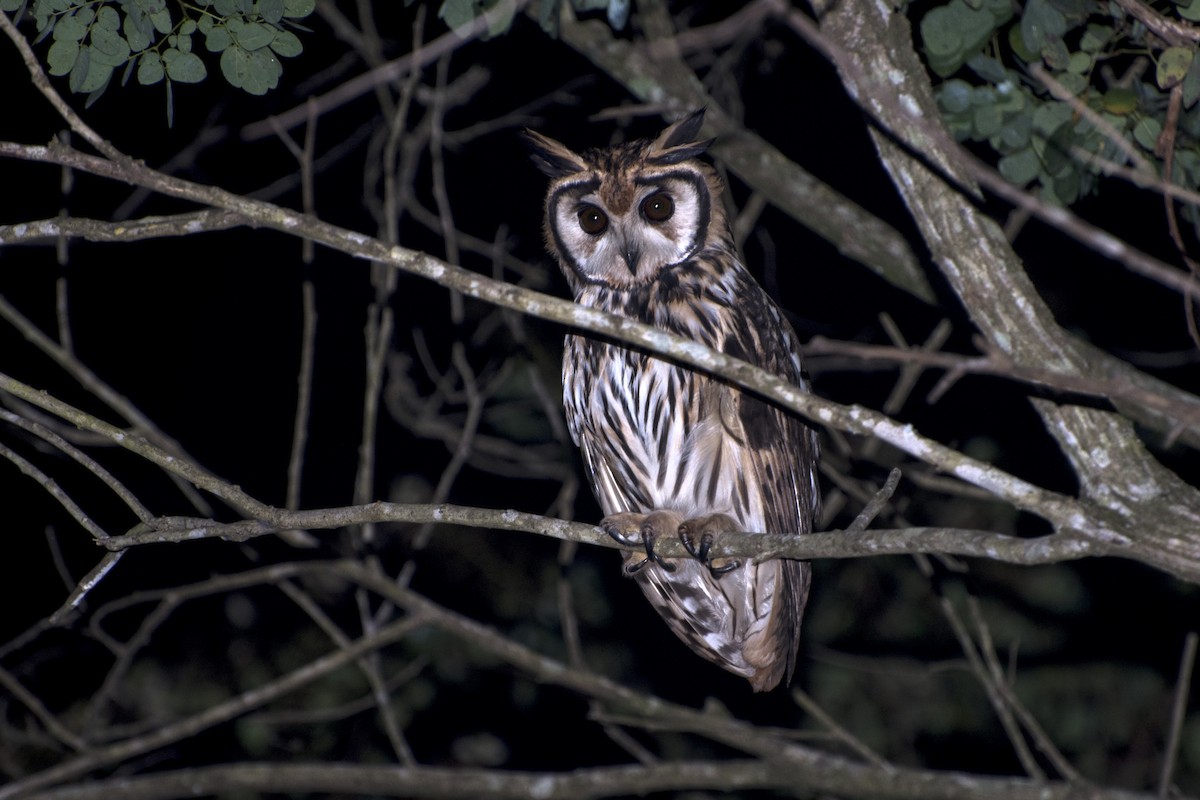 Striped Owl - Luiz Carlos Ramassotti
