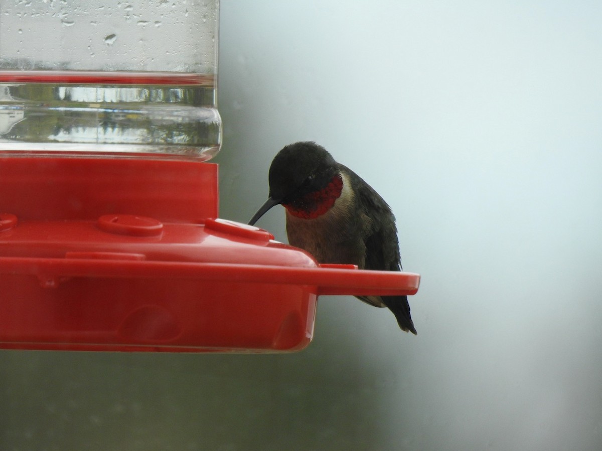 Ruby-throated Hummingbird - ML336225871