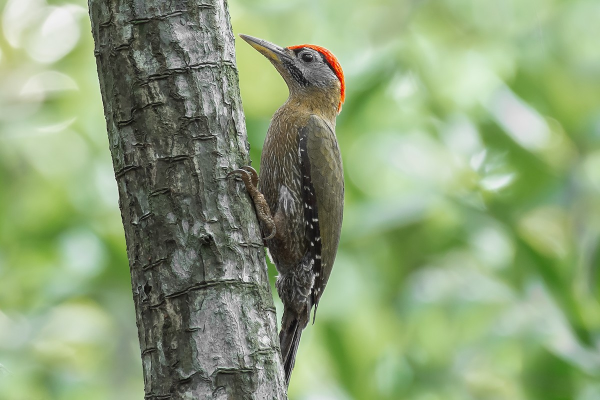 Streak-breasted Woodpecker - ML336228281