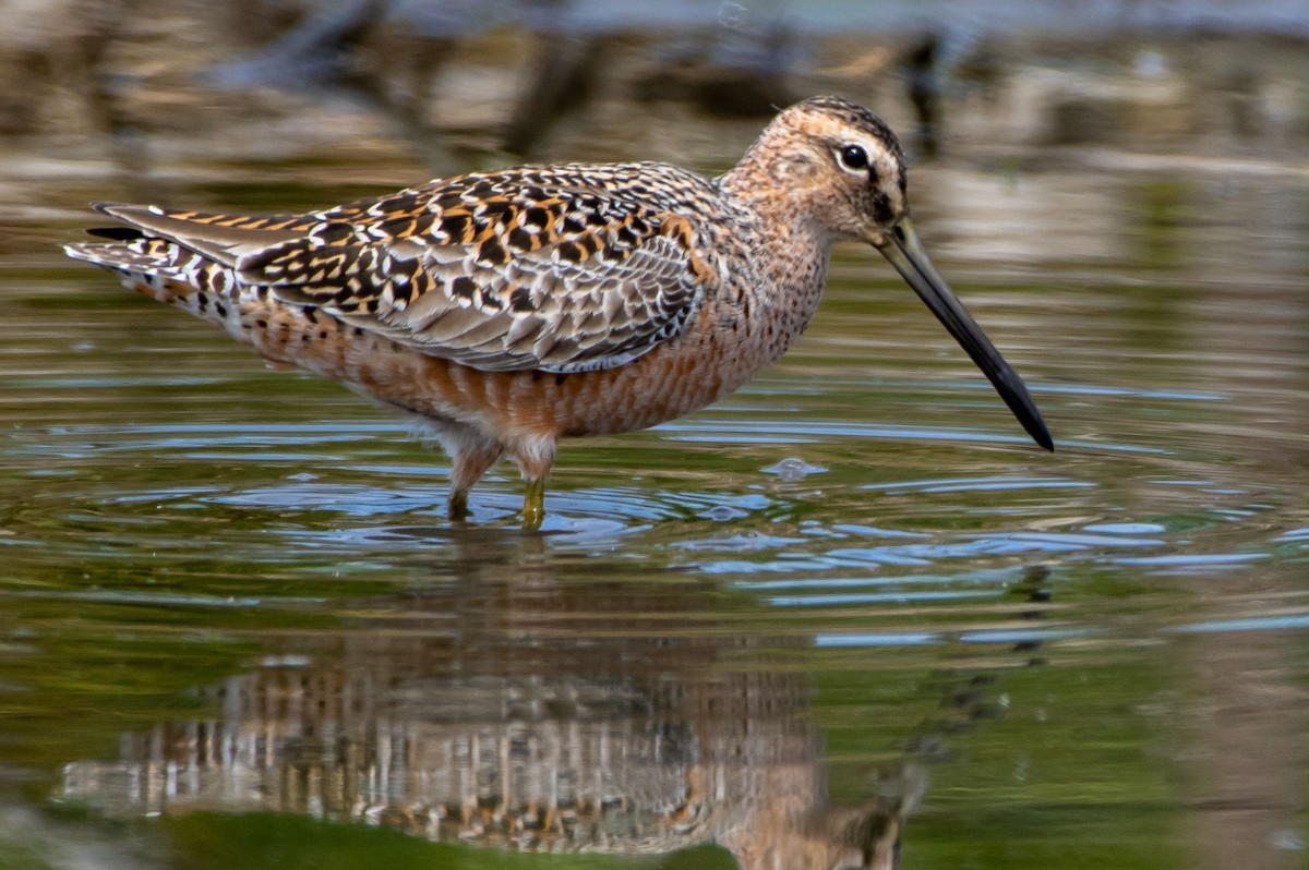 Long-billed Dowitcher - ML336228661