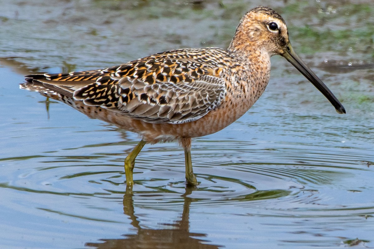 Long-billed Dowitcher - ML336228671