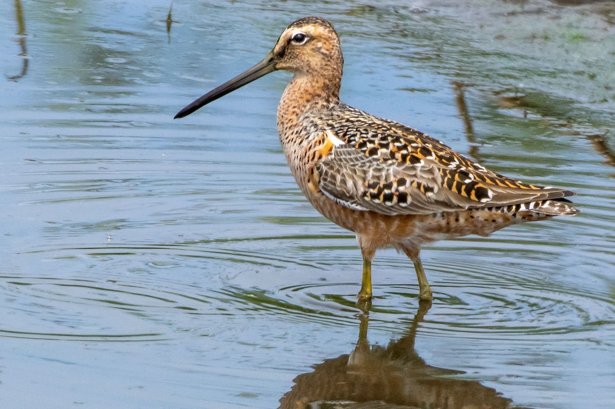 Long-billed Dowitcher - ML336228771