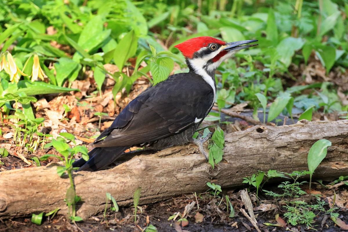 Pileated Woodpecker - ML336229411