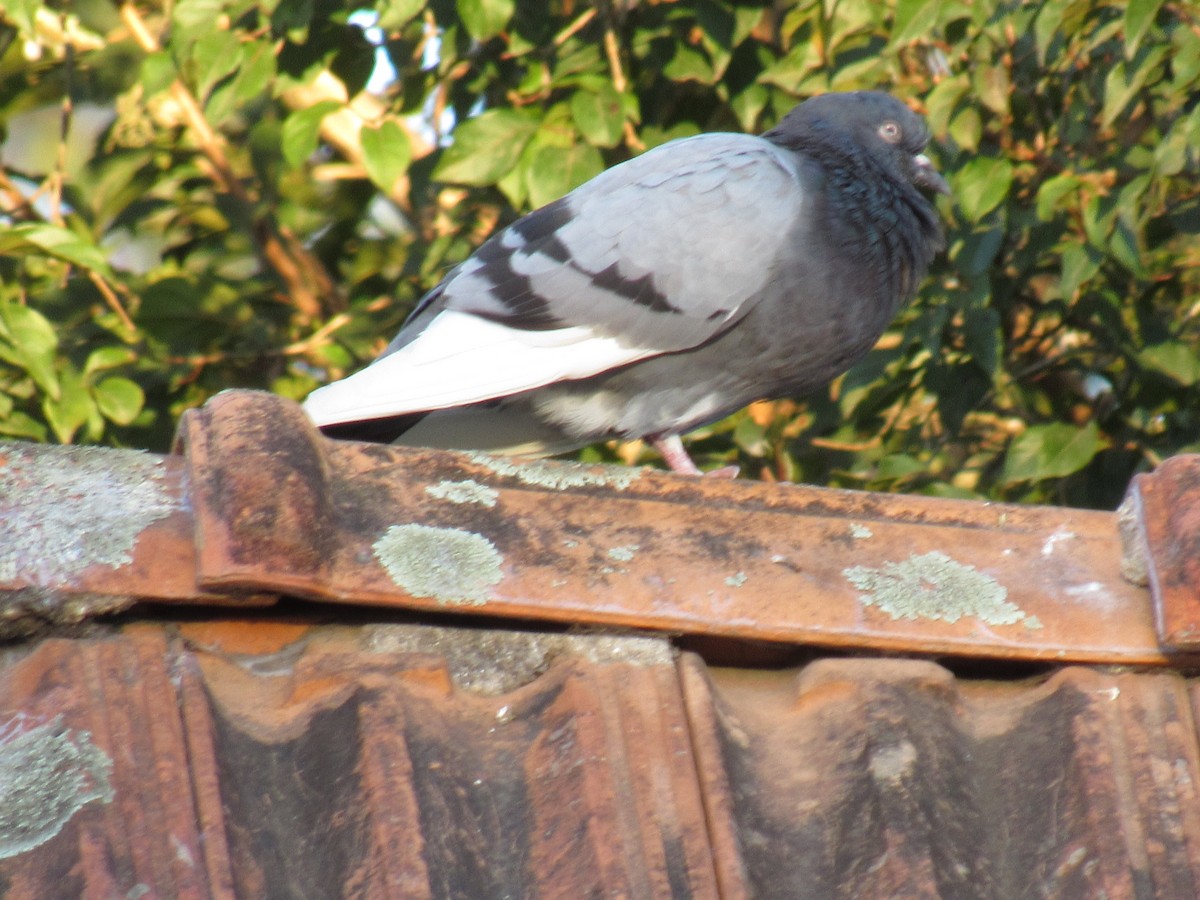 Rock Pigeon (Feral Pigeon) - ML336230061