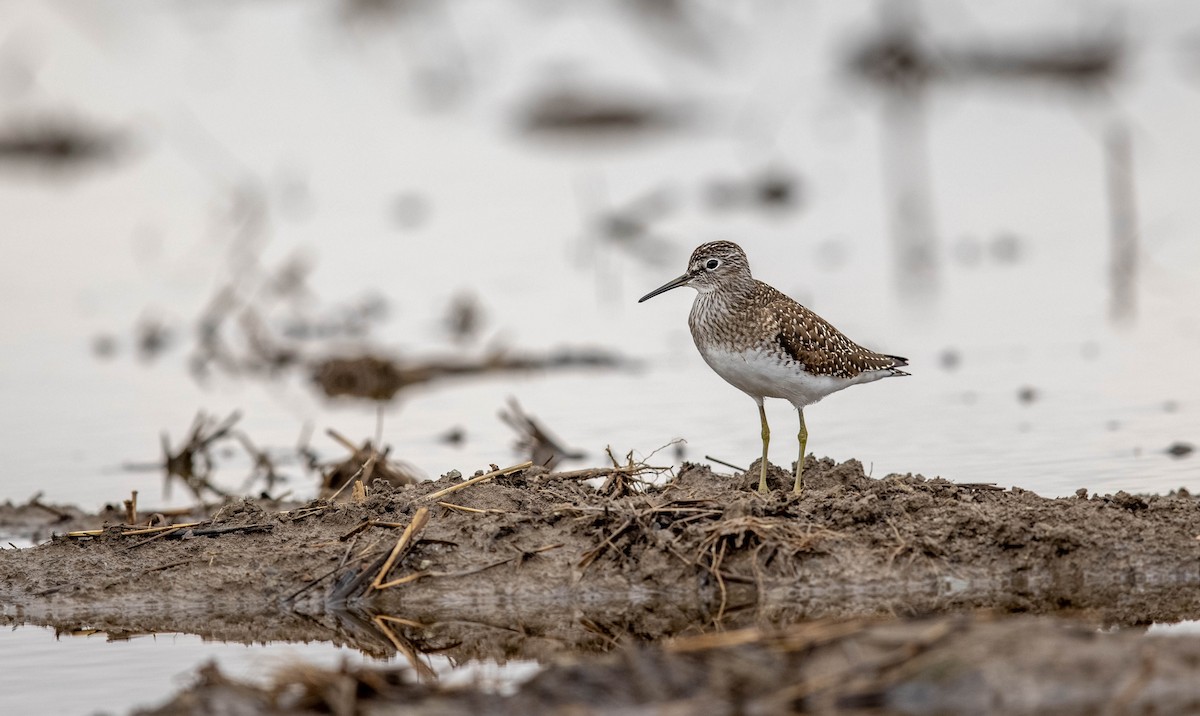 Solitary Sandpiper - Jeff Timmons