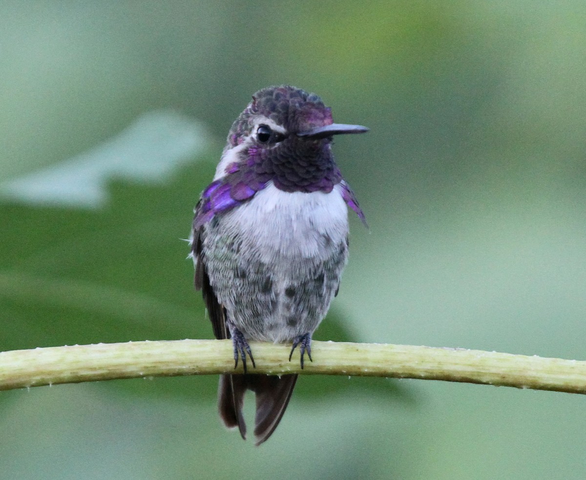Costa's Hummingbird - ML33623731