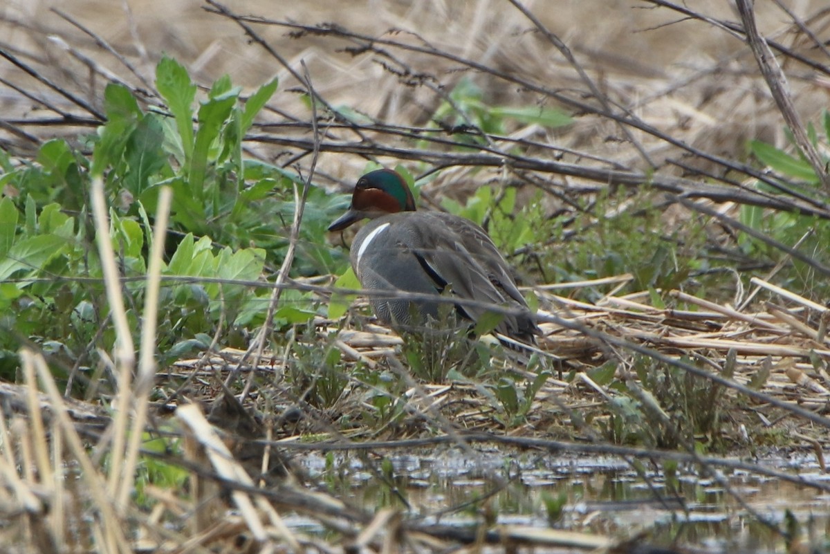 Green-winged Teal - Sandy C