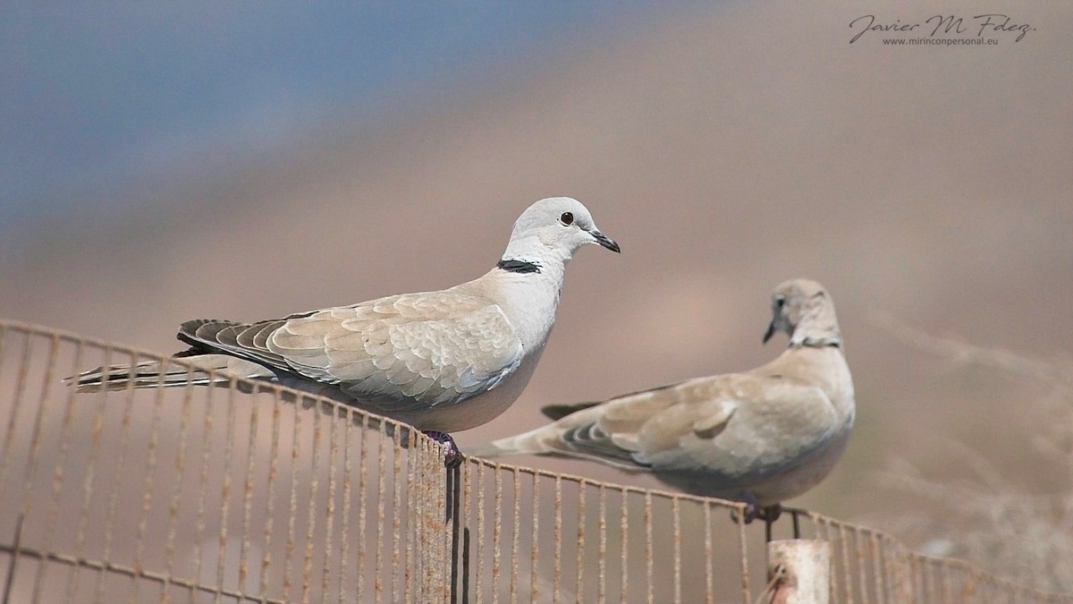 Eurasian Collared-Dove - ML336241841