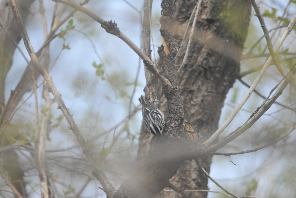 Black-and-white Warbler - ML336251191