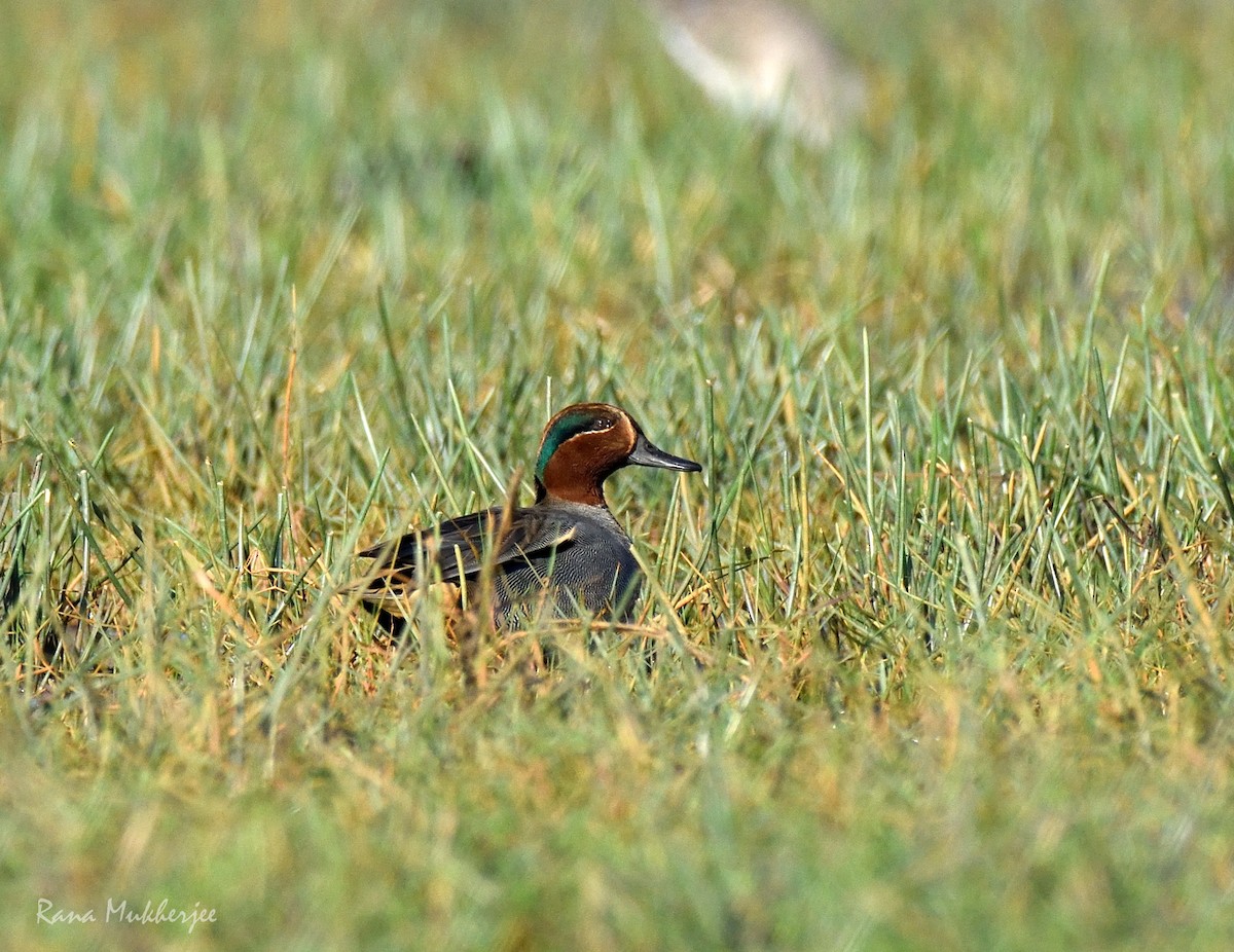 Green-winged Teal - ML336252851