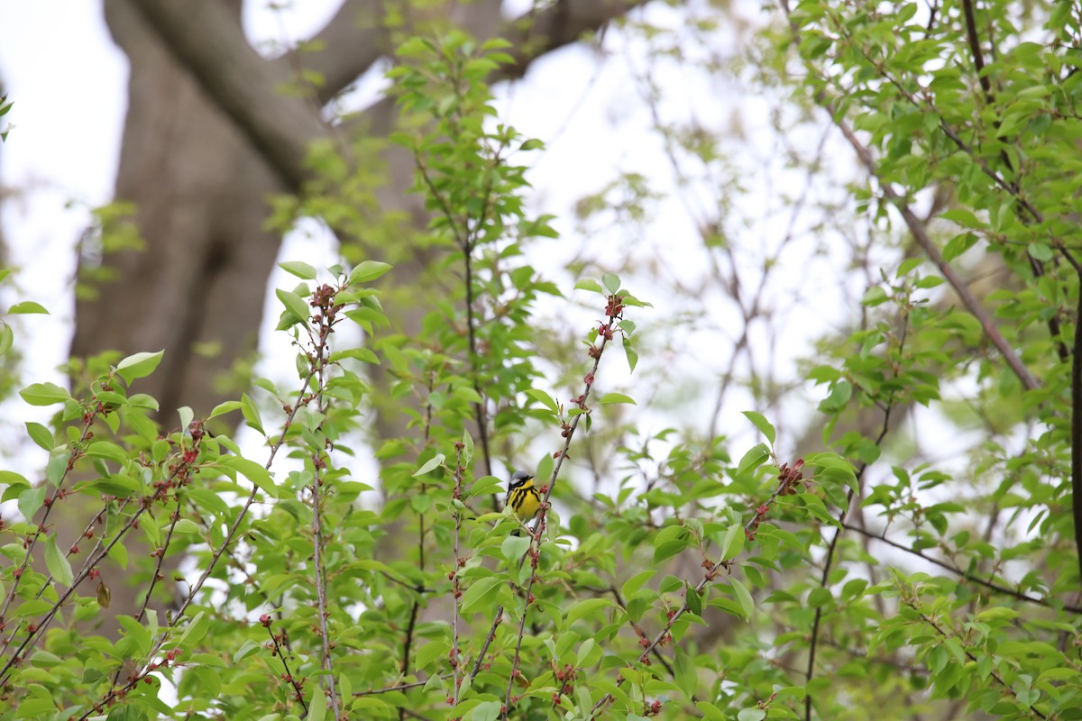 Magnolia Warbler - ML336255181