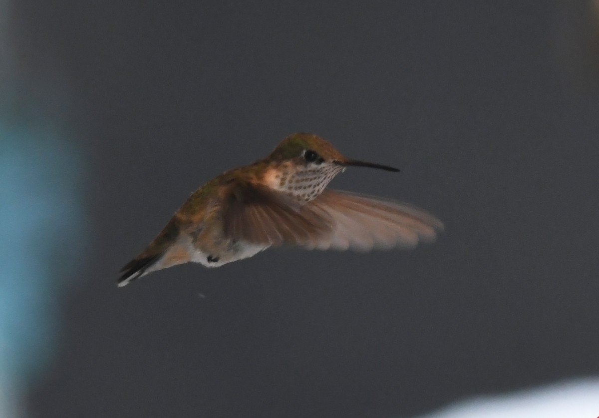 Calliope Hummingbird - Joshua Vandermeulen