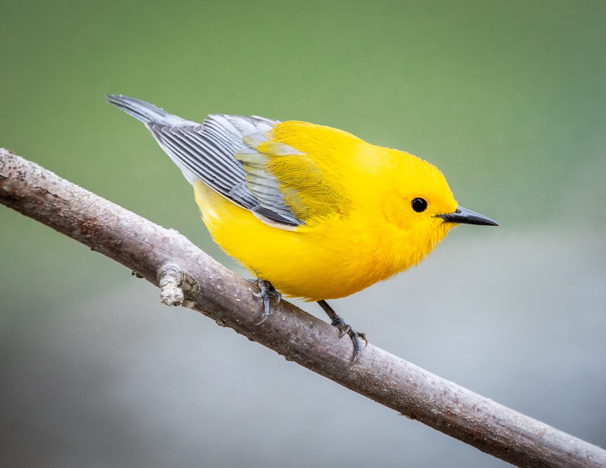 Prothonotary Warbler - ML336258901