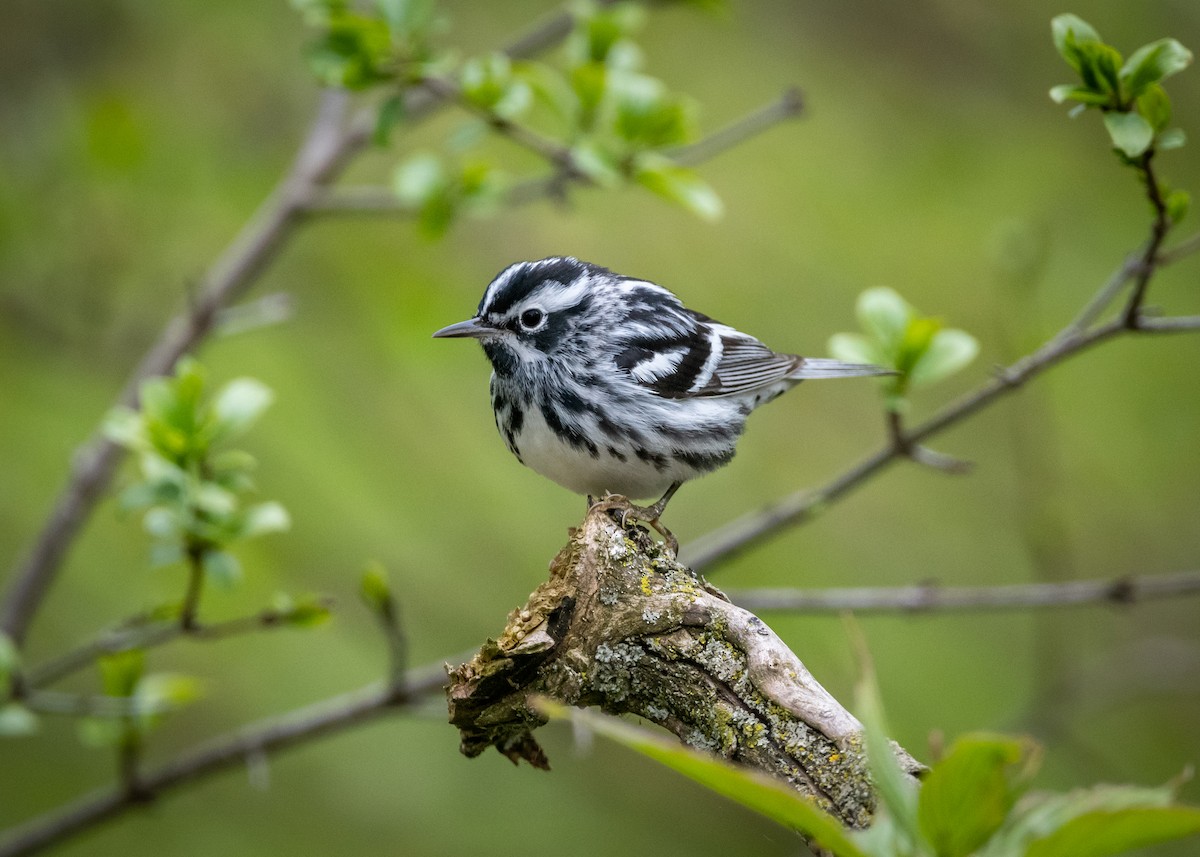 Black-and-white Warbler - ML336259001