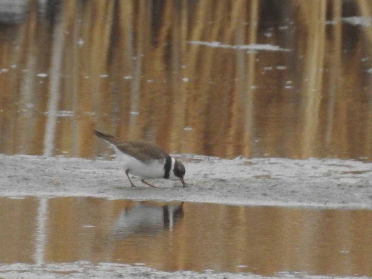 Semipalmated Plover - Leslie Kehoe