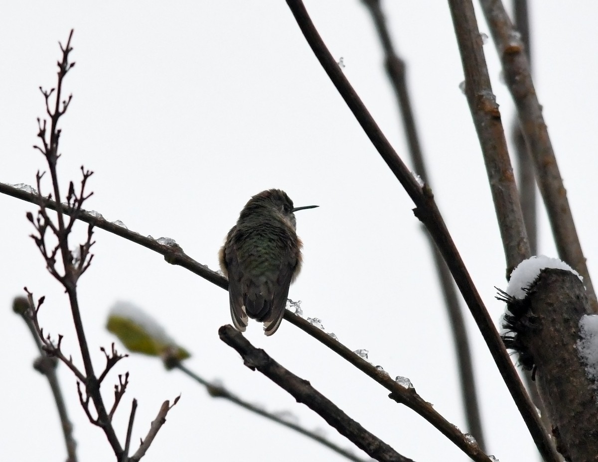 Calliope Hummingbird - ML336261221