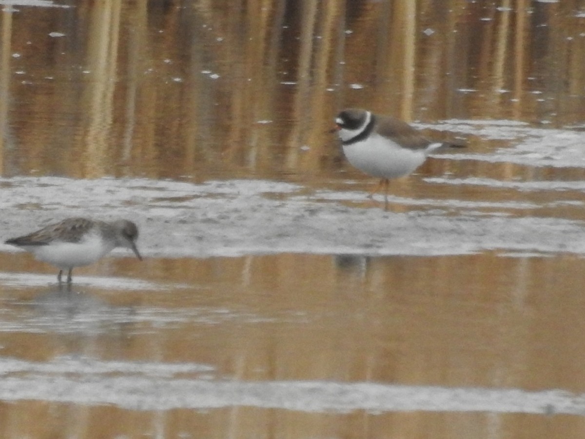 Semipalmated Plover - ML336261431