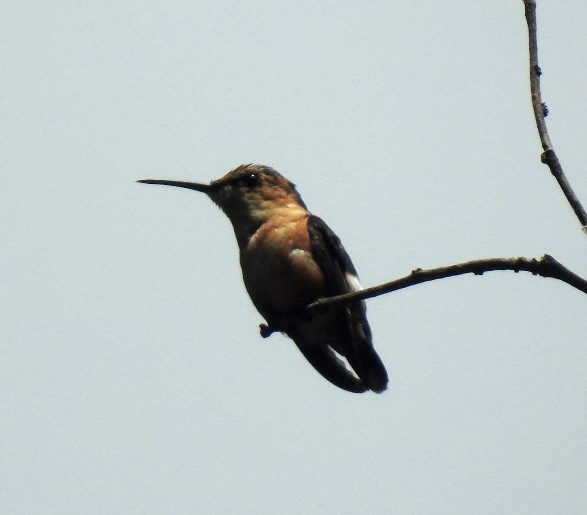 Sparkling-tailed Hummingbird - Danilo Moreno
