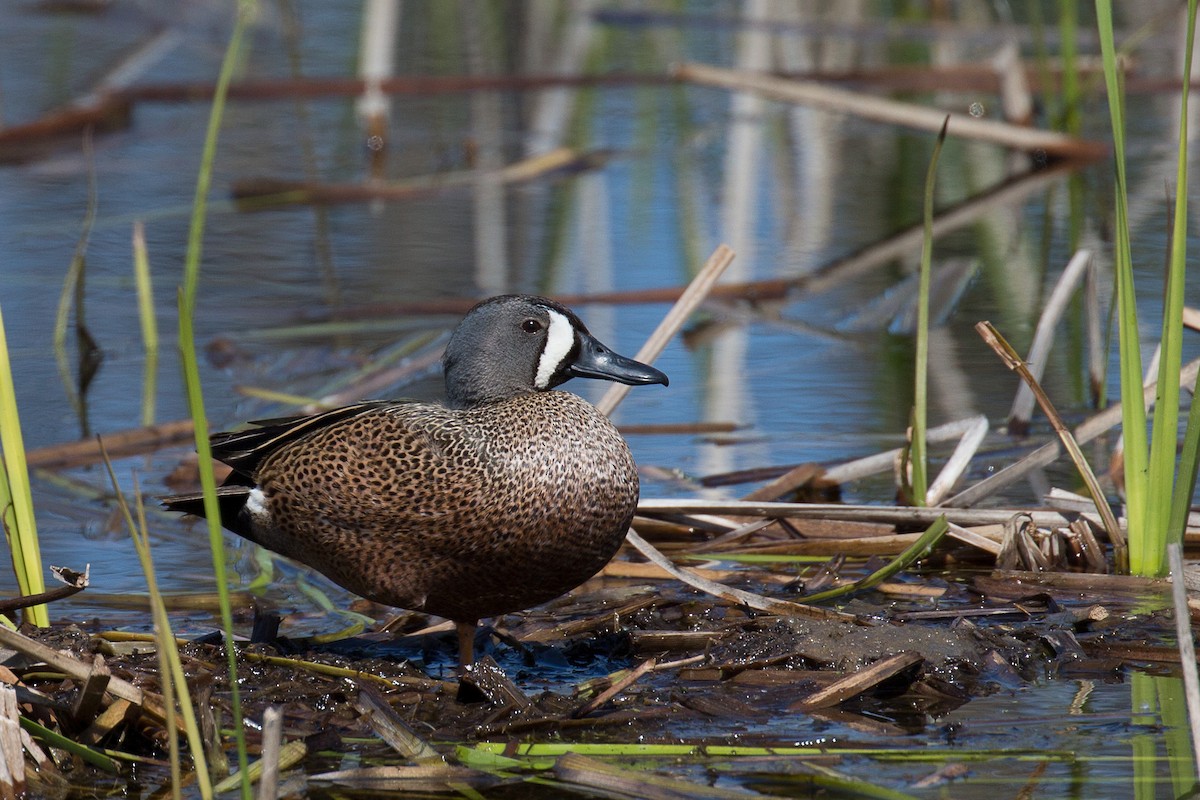 Blue-winged Teal - ML336262341