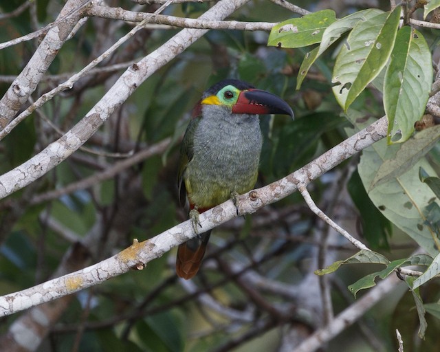 Ml Guianan Toucanet Macaulay Library