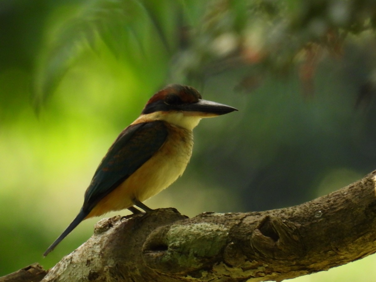 Pacific Kingfisher - Mayumi Green