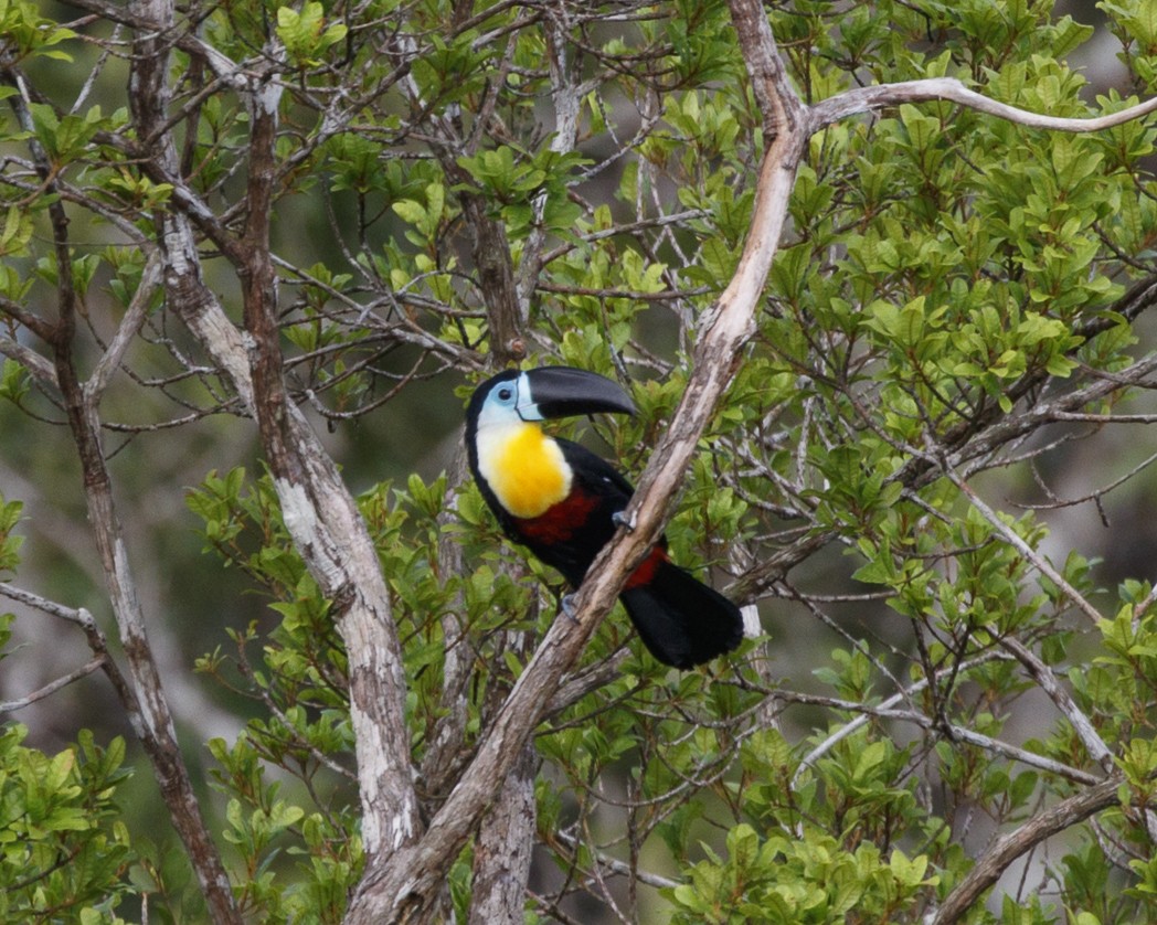 Channel-billed Toucan (Channel-billed) - Silvia Faustino Linhares