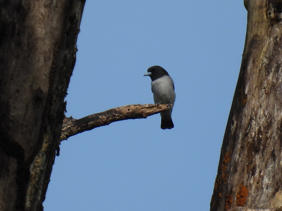 White-breasted Woodswallow - ML336268661