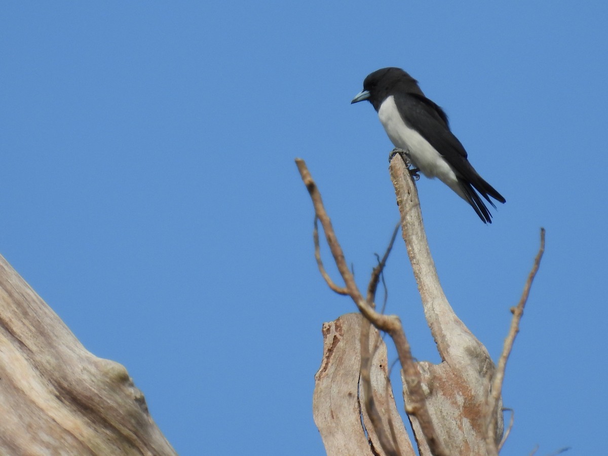White-breasted Woodswallow - Mayumi Green