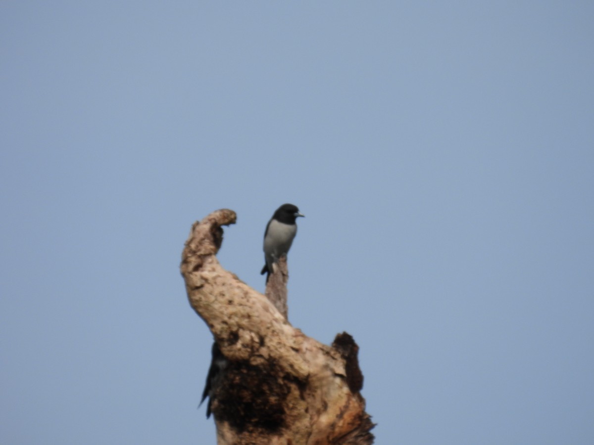 White-breasted Woodswallow - Mayumi Green