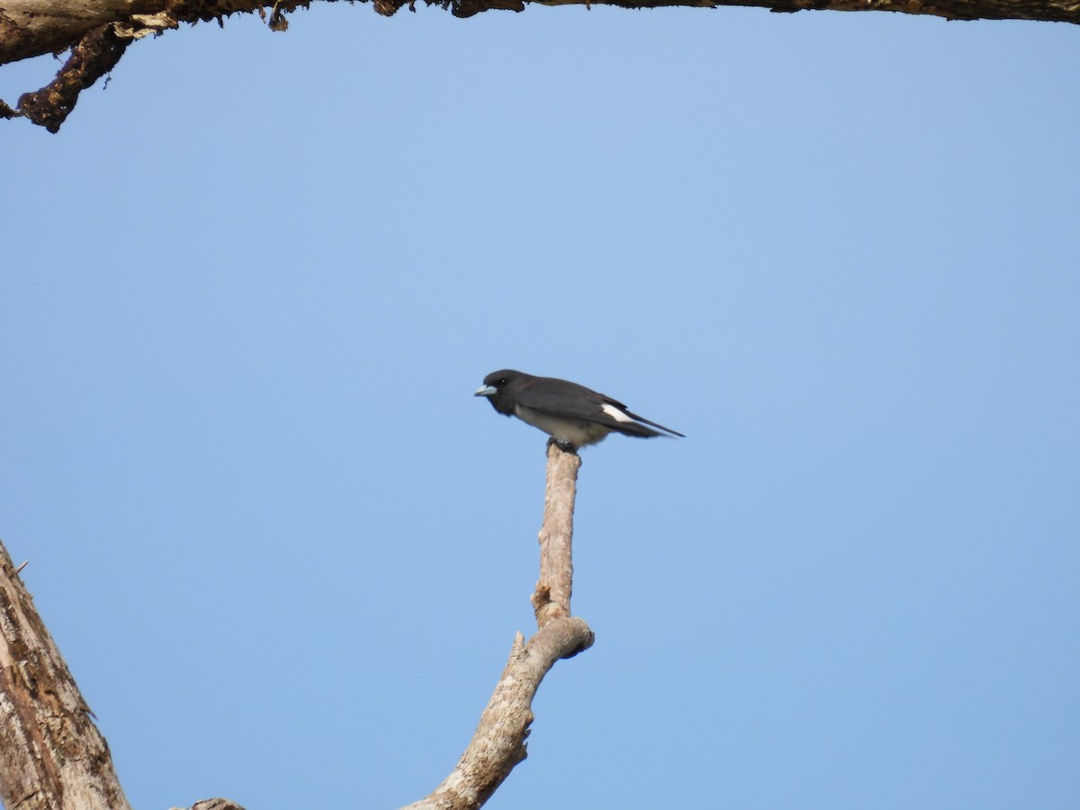 White-breasted Woodswallow - ML336269091