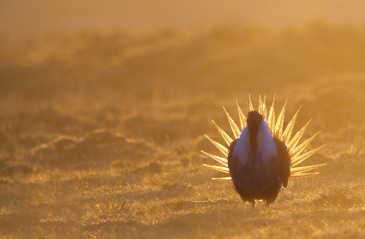 Greater Sage-Grouse - ML336272161