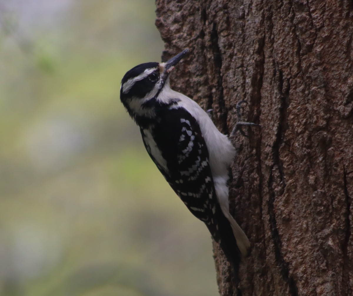 Hairy Woodpecker (Eastern) - ML336273321