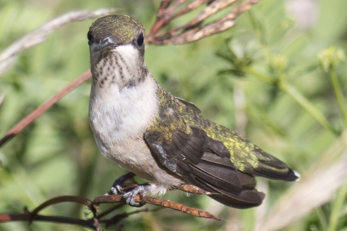 Ruby-throated Hummingbird - David Brown