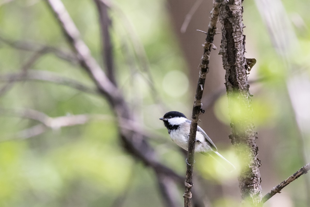 Black-capped Chickadee - Tim Emmerzaal