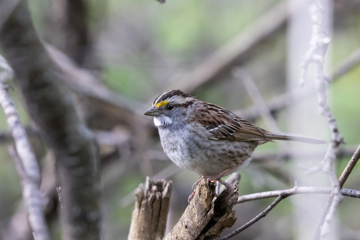 White-throated Sparrow - Tim Emmerzaal