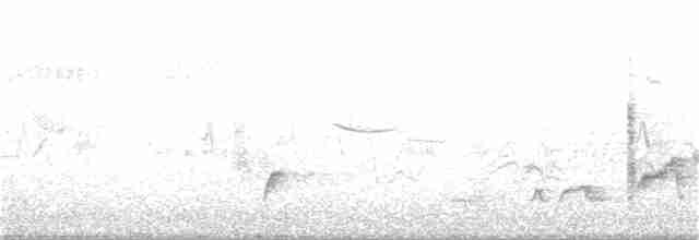 Дрізд-короткодзьоб Cвенсона - ML336286621