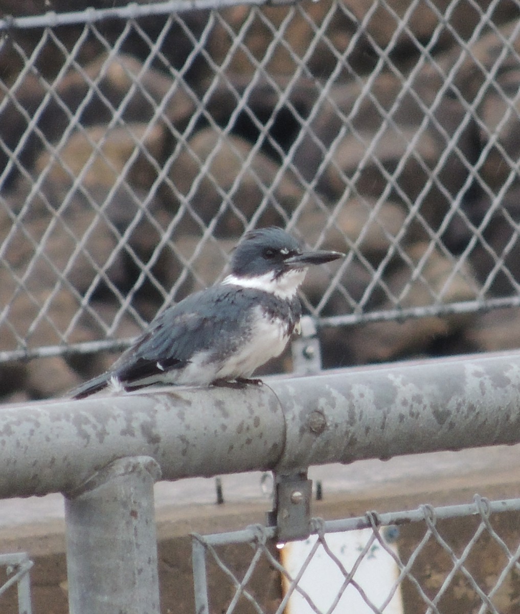 Belted Kingfisher - Ginny Culver