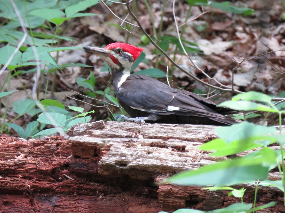 Pileated Woodpecker - ML336286951