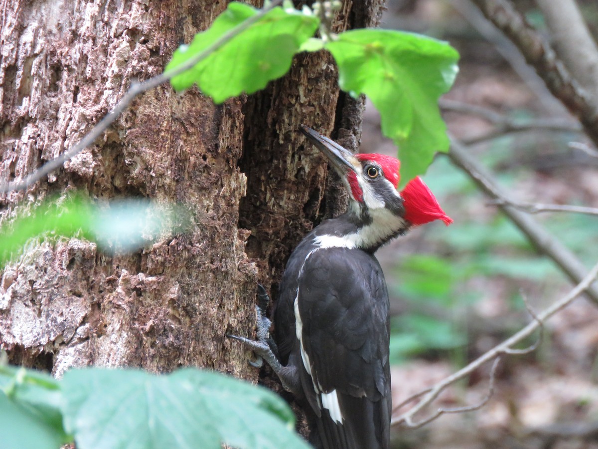 Pileated Woodpecker - ML336287091