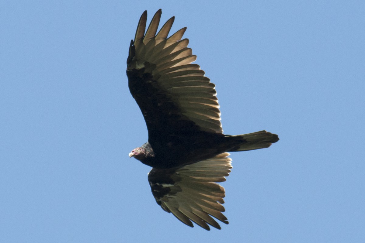 Turkey Vulture - ML33628981