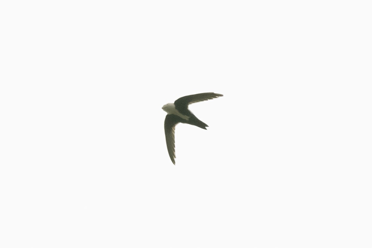 White-throated Swift - ML336292121