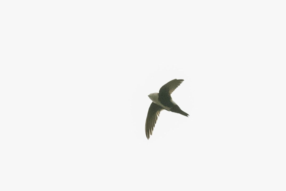 White-throated Swift - ML336292131