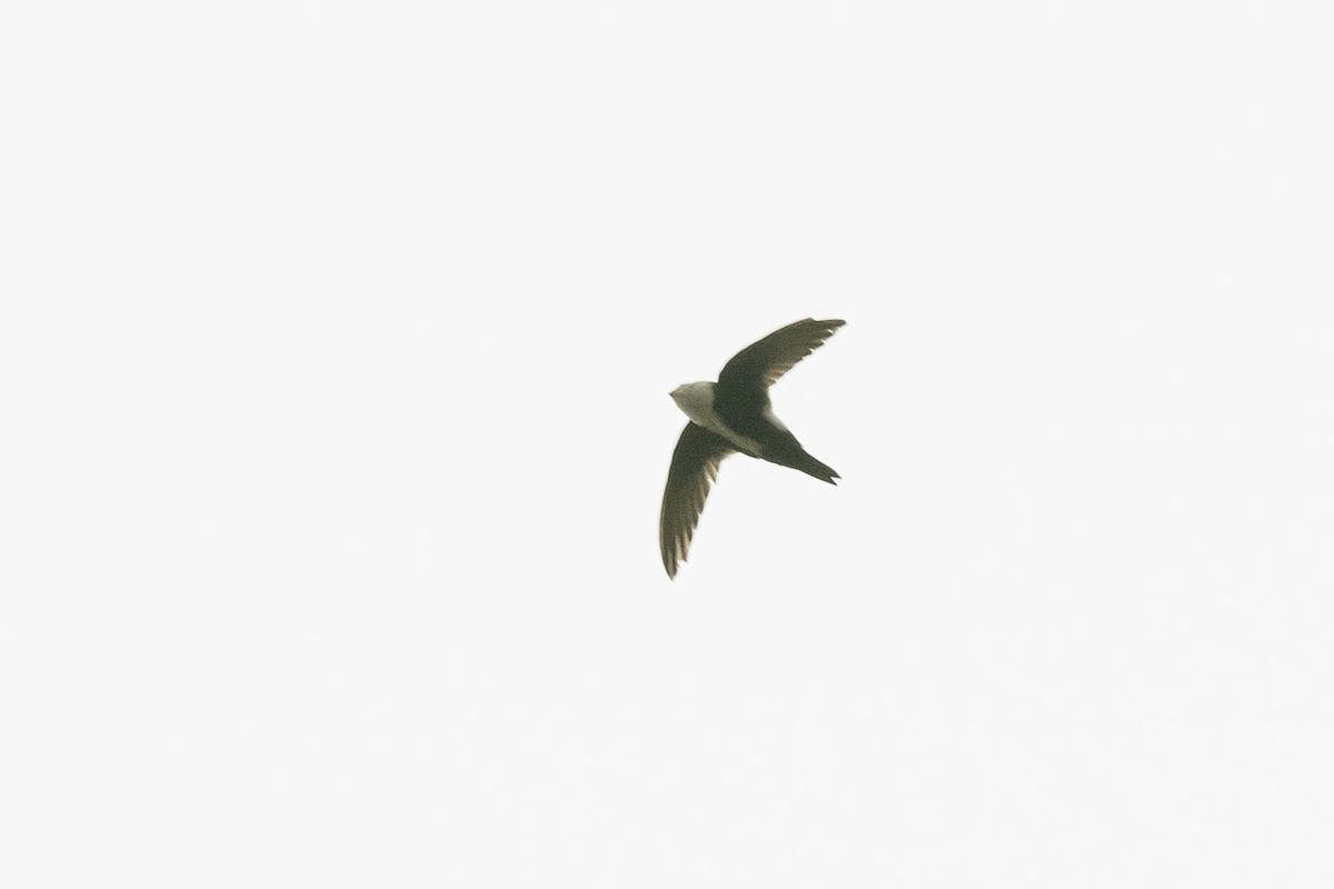 White-throated Swift - ML336292141