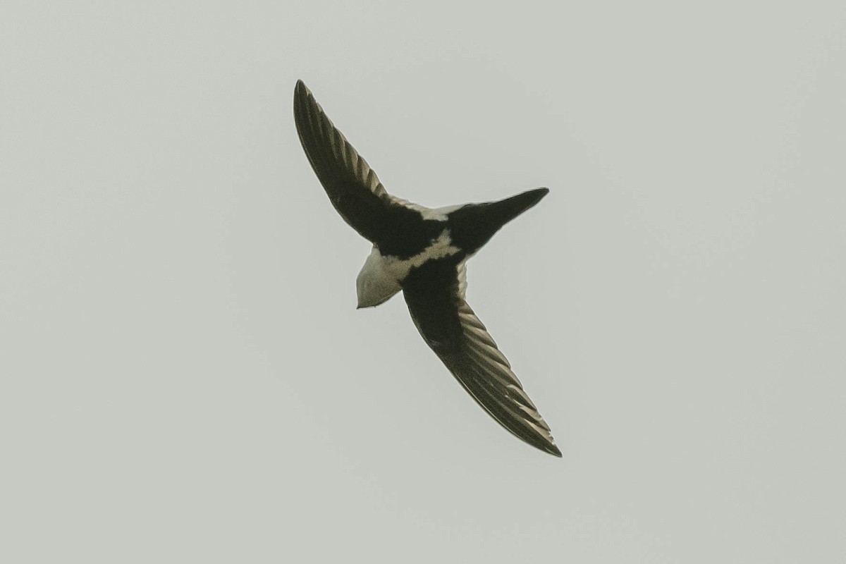 White-throated Swift - ML336292151