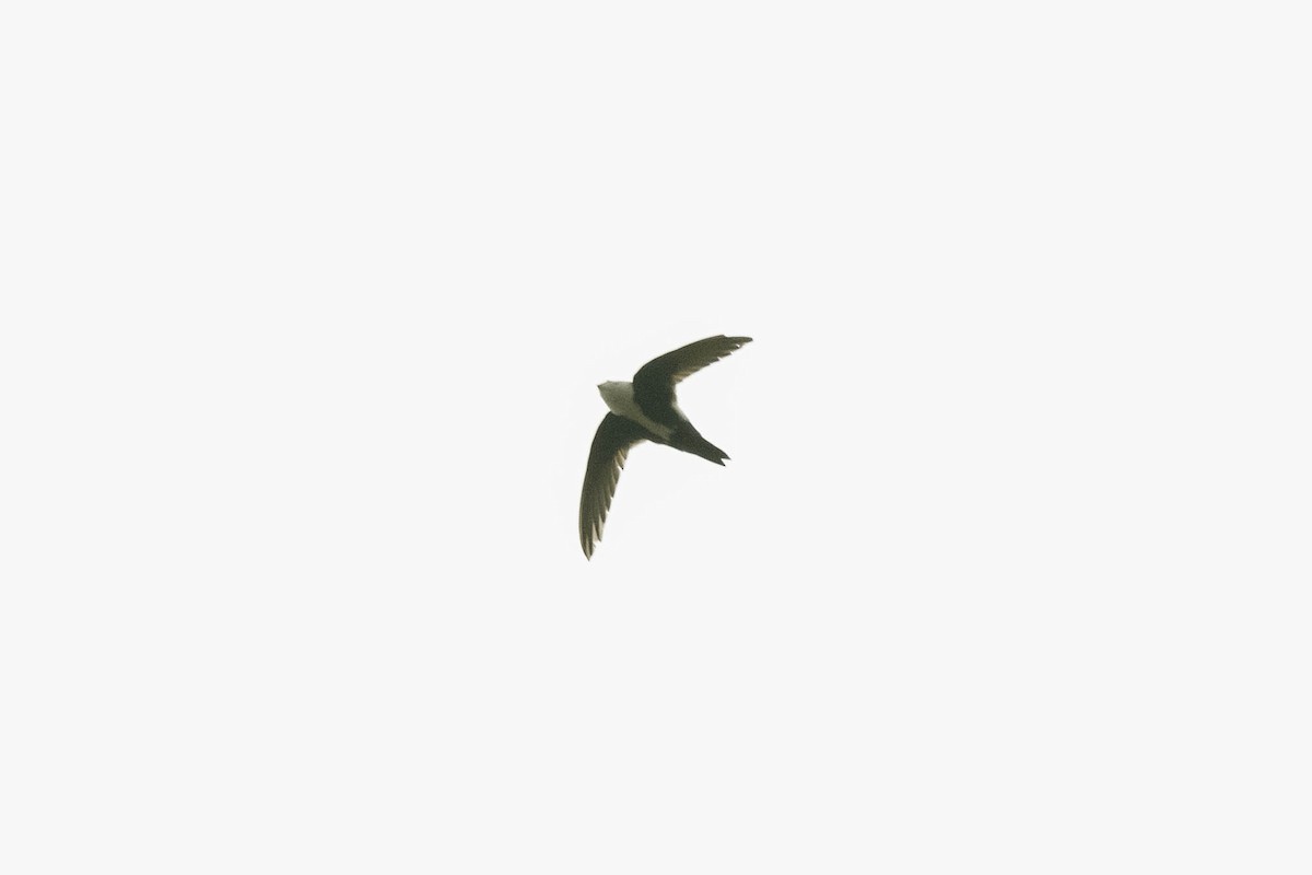 White-throated Swift - ML336292161
