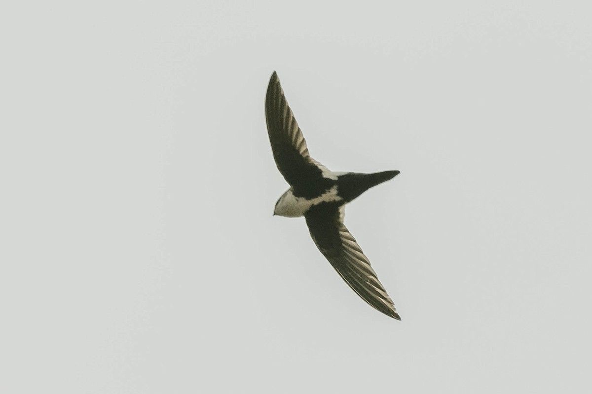 White-throated Swift - ML336292171