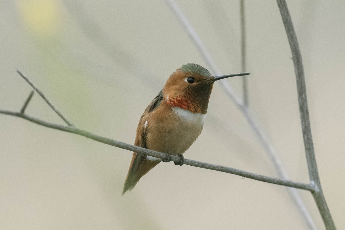 Allen's Hummingbird - ML336292351