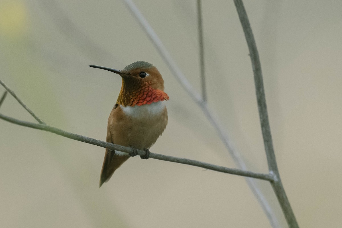 Allen's Hummingbird - James McNamara