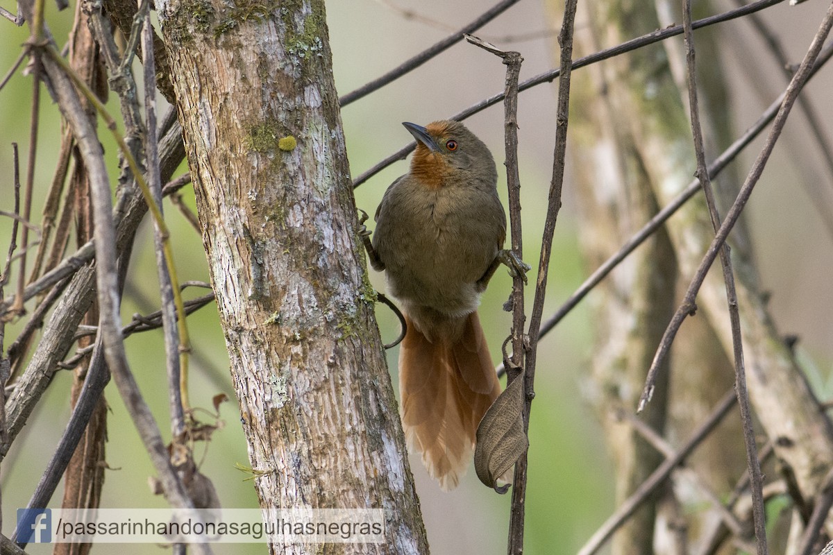 Orange-eyed Thornbird - Hudson - BirdsRio