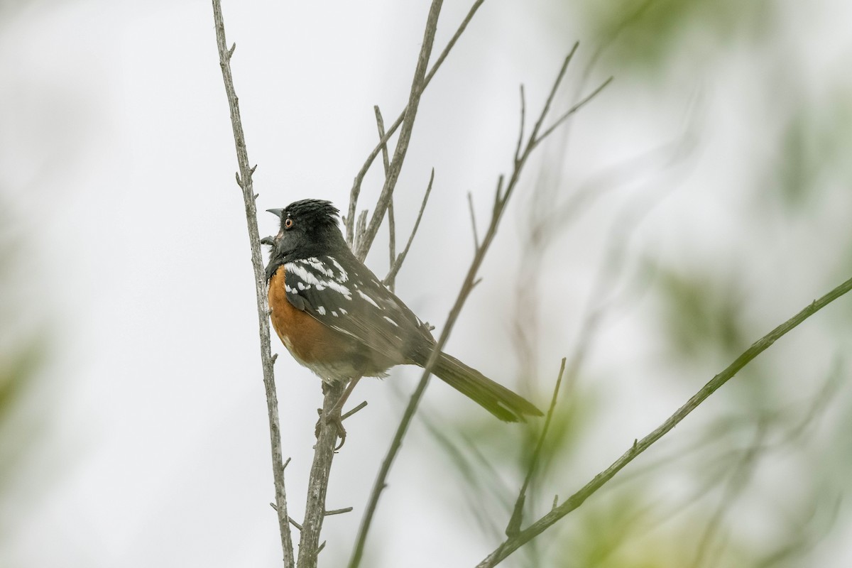 Spotted Towhee - ML336295301